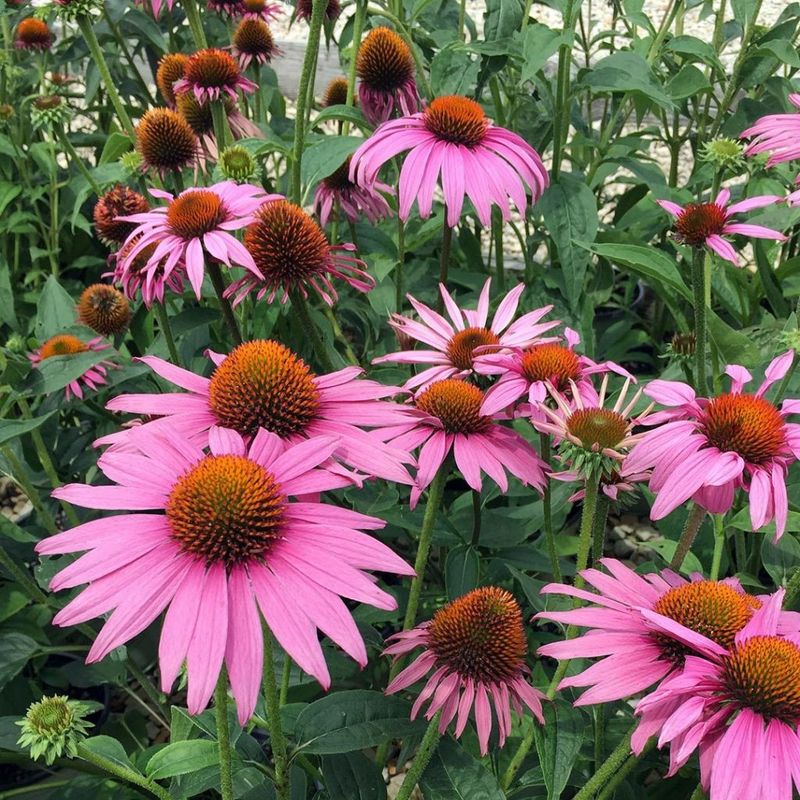 Coneflowers