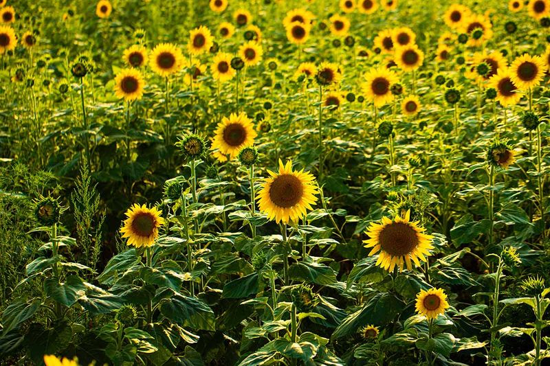 Sunflowers