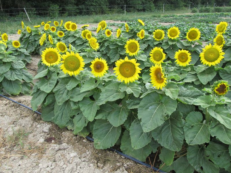 Sunflowers (Dwarf Varieties) – Some mature in just 60 days!