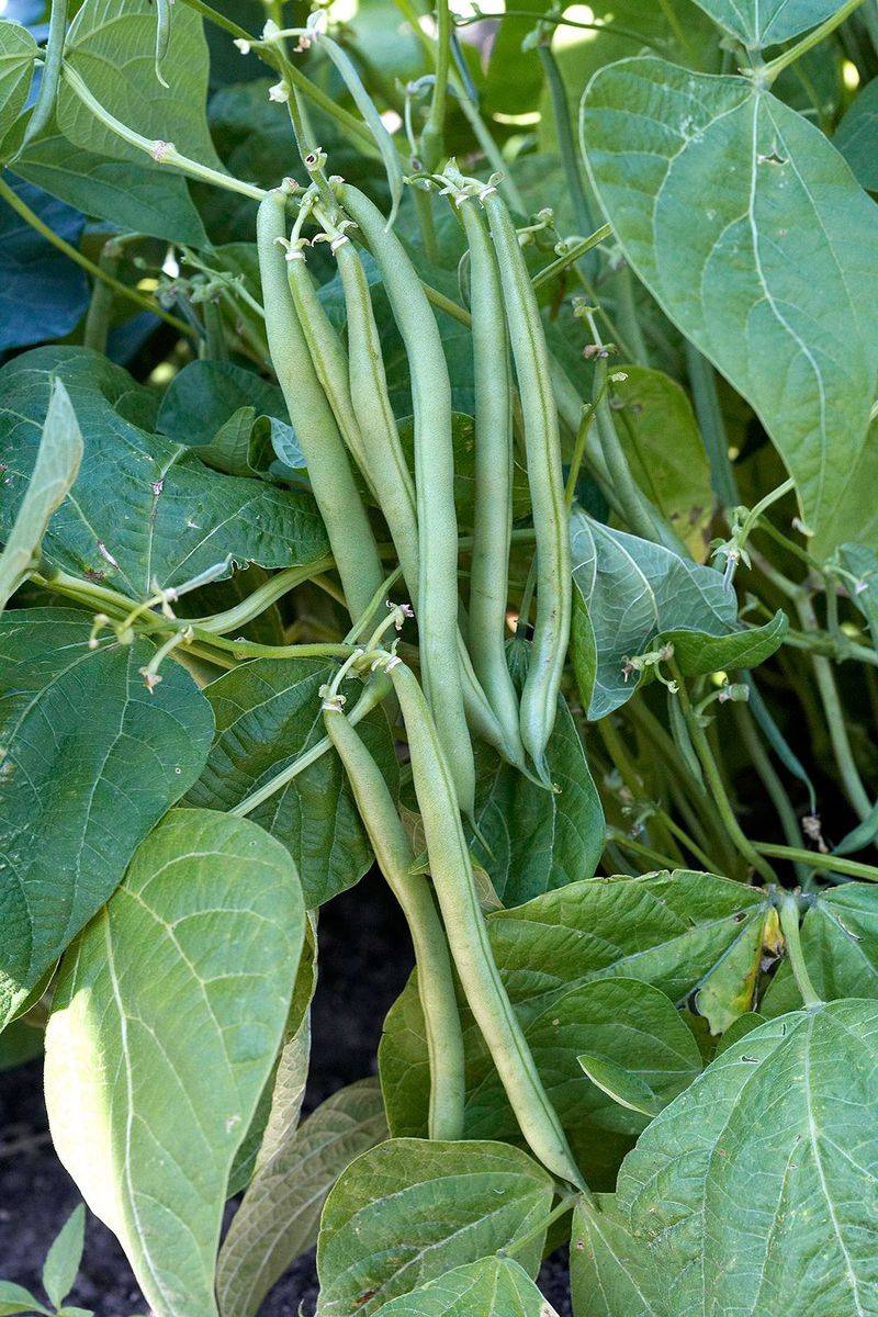 Green Beans (Bush or Pole)
