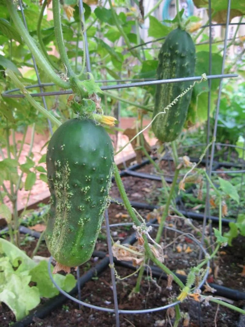 Cucumbers (Bush or Trellised) – 2 per square (with vertical support)