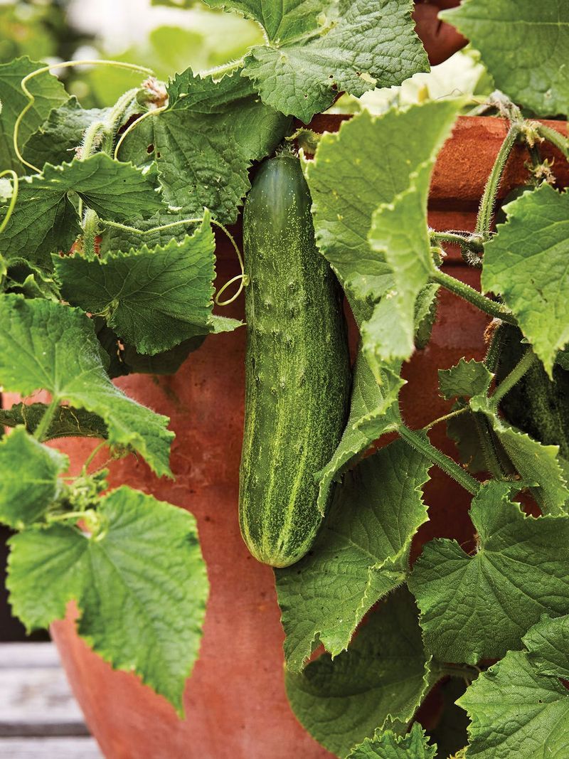 Cucumbers (50-70 days) – Choose bush varieties for small spaces.