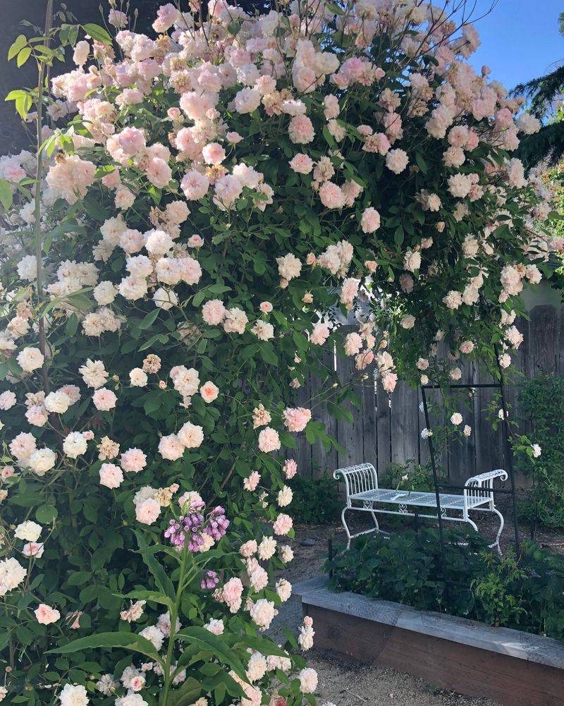 ‘Cecile Brunner’ 💕