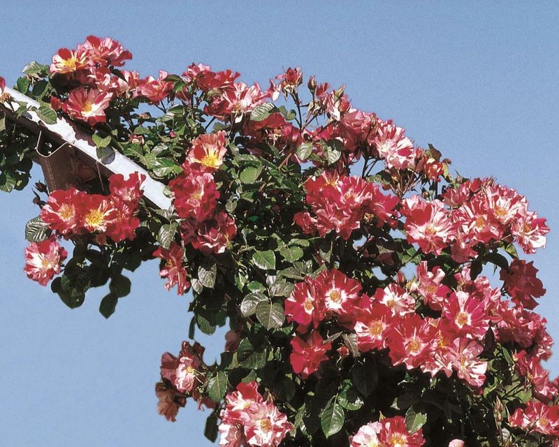 ‘Fourth of July’ 🎆