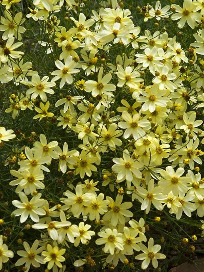 ‘Moonbeam’ Coreopsis
