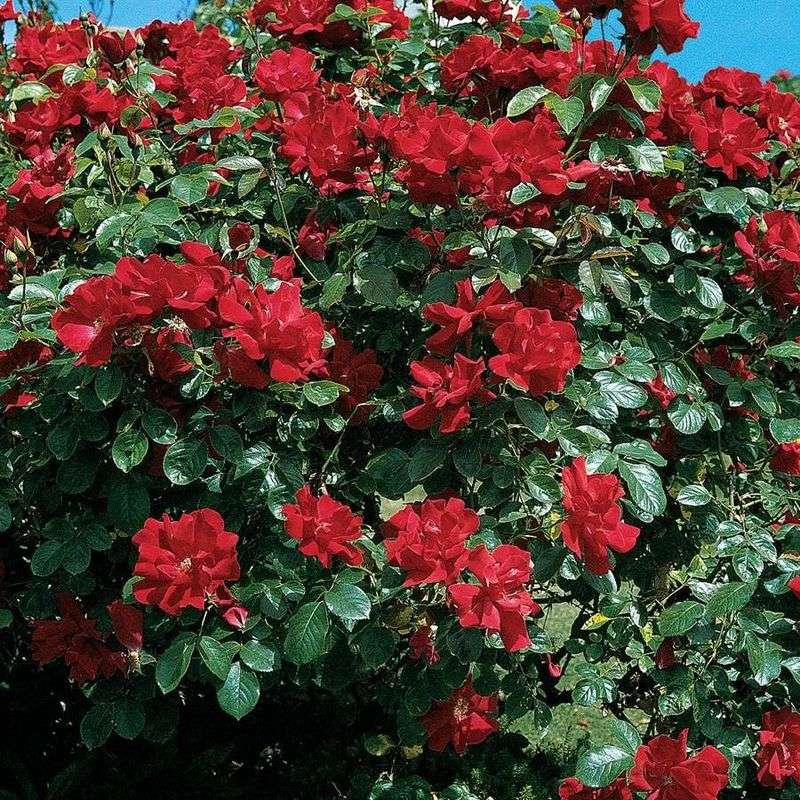 ‘Don Juan’ ❤️