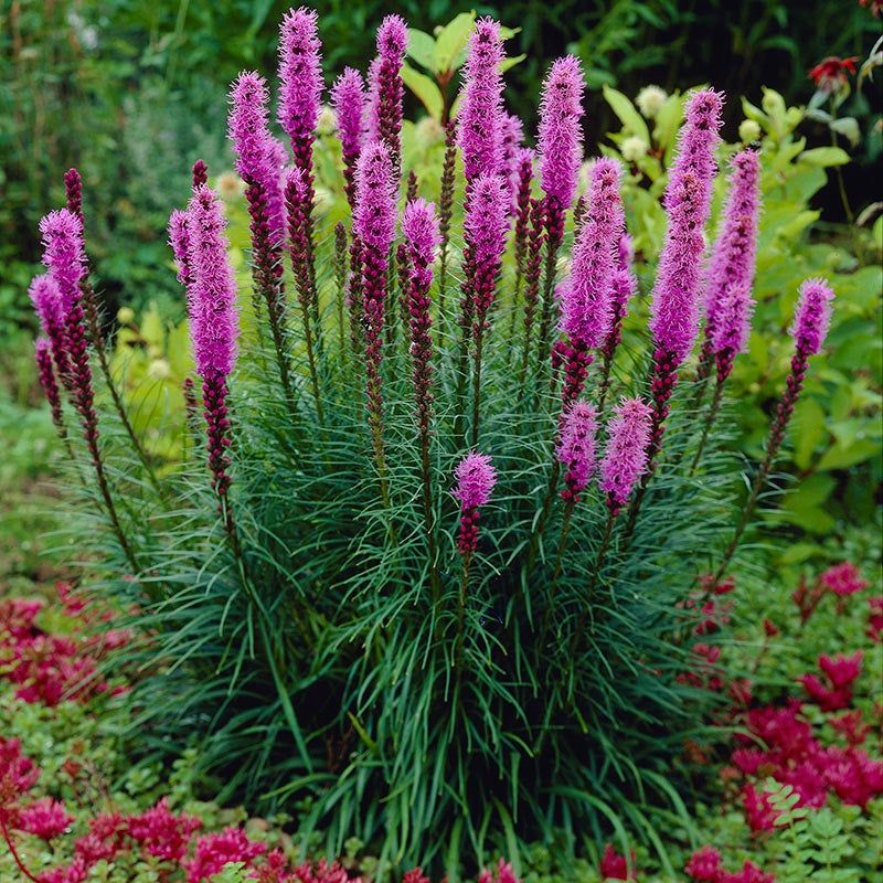Liatris (Blazing Star)
