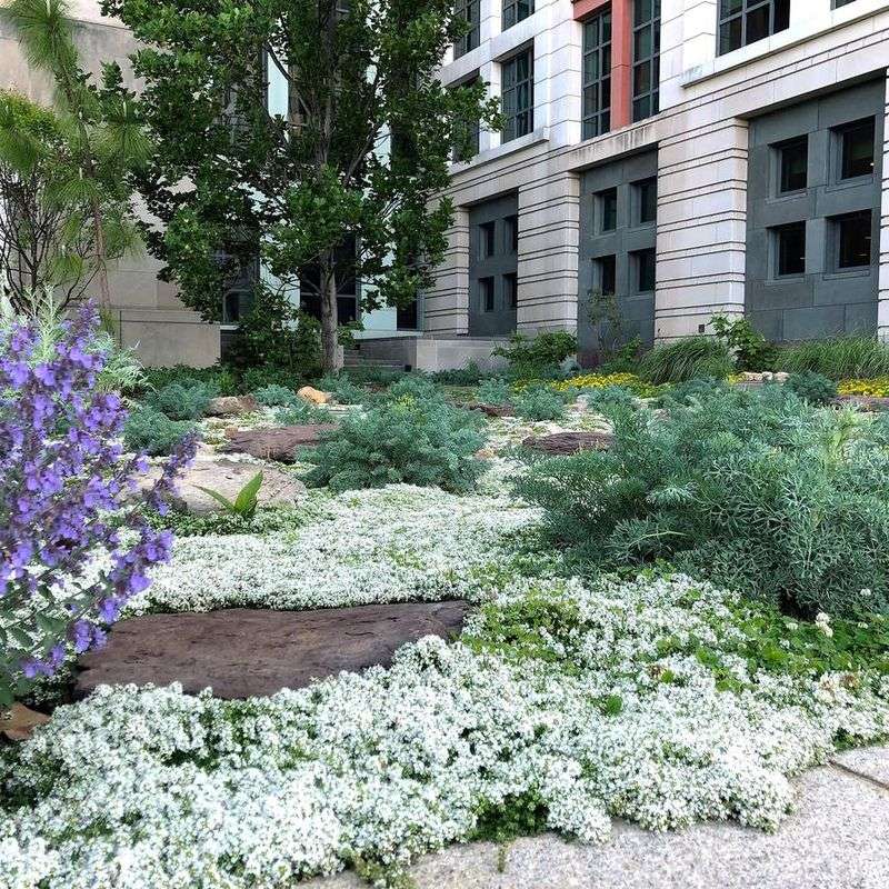 ‘White Creeping’ Thyme – The Moonlight Garden Star