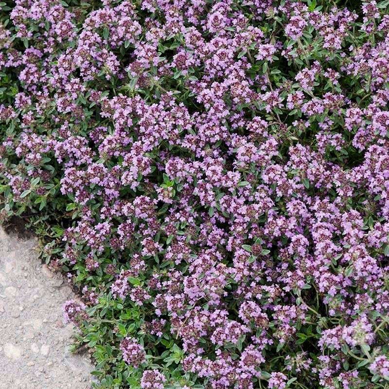 ‘Pink Chintz’ Thyme – The Cottage Charmer