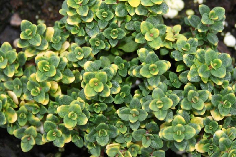 ‘Doone Valley’ Thyme – The Golden Wonder