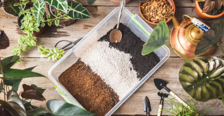 10 Best Soil Mixes for Different Types of Indoor Plants