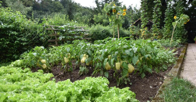 10 Classic American Summer Gardening Traditions to Try This Year