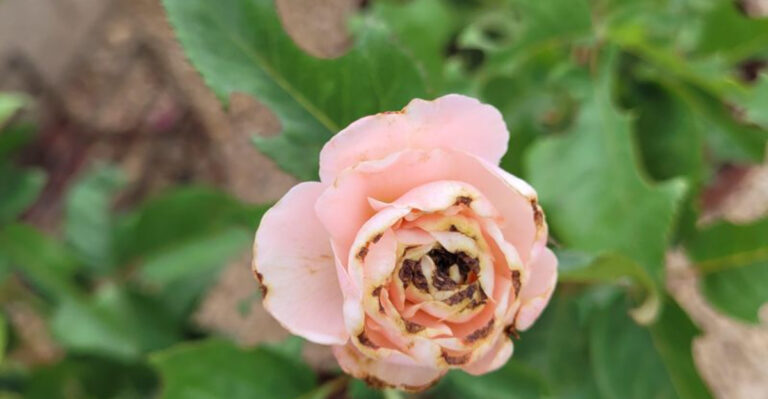 10 Destructive Rose Pests To Look Out For