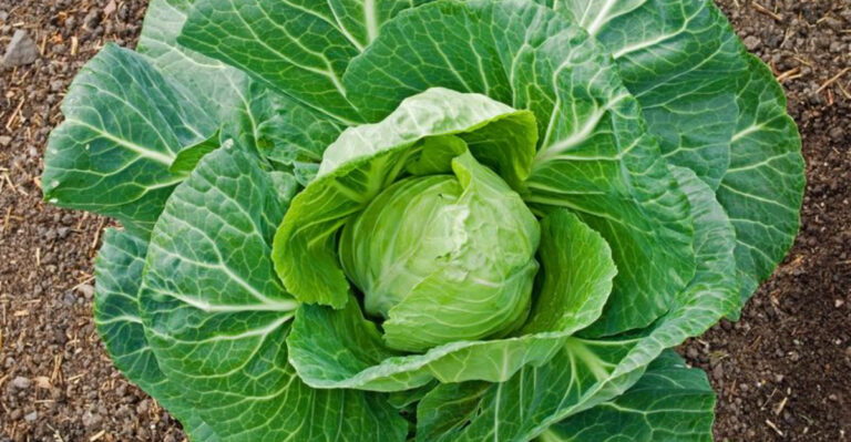 10 Fall Vegetables to Start Seeding in July