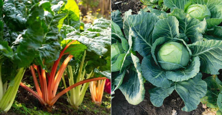 10 Hardy Greens and 10 Tough Veggies to Sow in September