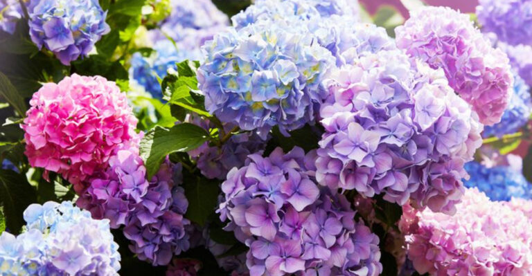 10 Hydrangea Facts That Even Expert Gardeners Don’t Know