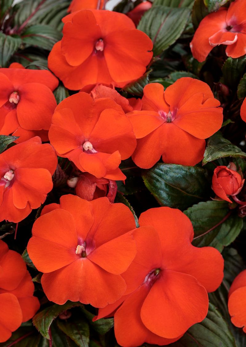 Impatiens 'Infinity Orange'