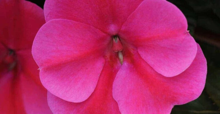 10 Impatiens That Light Up Your Shade Garden (And 5 That Fall Flat)