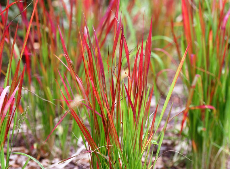 Japanese Blood Grass (Imperata cylindrica 'Rubra')