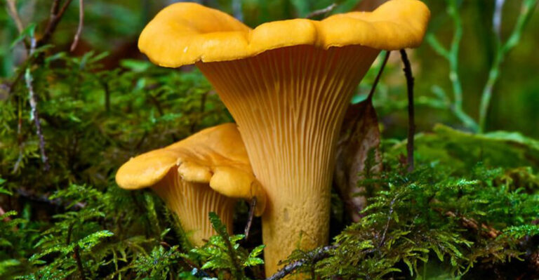 10 Must-Grow Mushrooms at Home for a Healthier, Tastier You