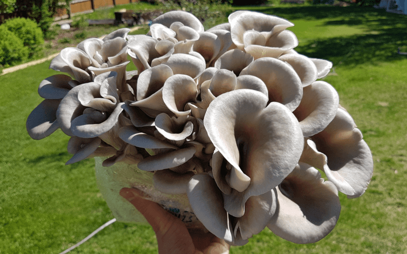 Oyster Mushrooms
