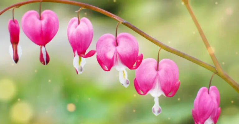 10 Plants That Flourish in Only 4 Hours of Daylight