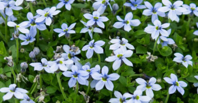 10 Plants That Love to Be Walked On