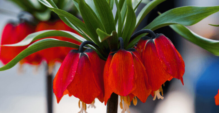 10 Plants That Moles Hate