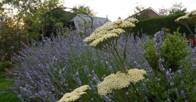 10 Plants That Thrive Next to Lavender (And Those 8 That Suffocate It)