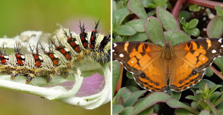 10 Simple Ways to Identify an American Lady Butterfly (Vanessa virginiensis)