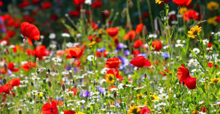 10 Tips on How to Start a Low-Maintenance Wildflower Garden