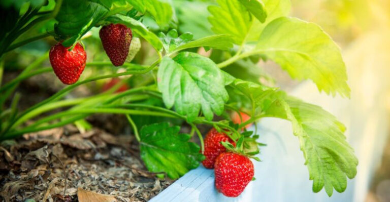 10 Tips to Grow Strawberries Faster
