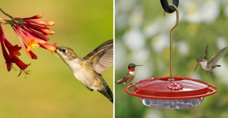 11 Best Alternatives To Sugar Water That Will Attract Hummingbirds (And 6 Things You Should Never Use)
