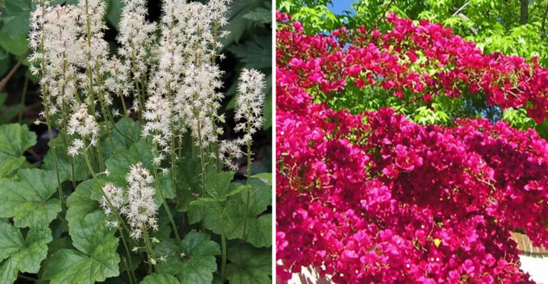 11 Drought-Tolerant Plants That Actually Hate Sun (And 11 That Crave It)