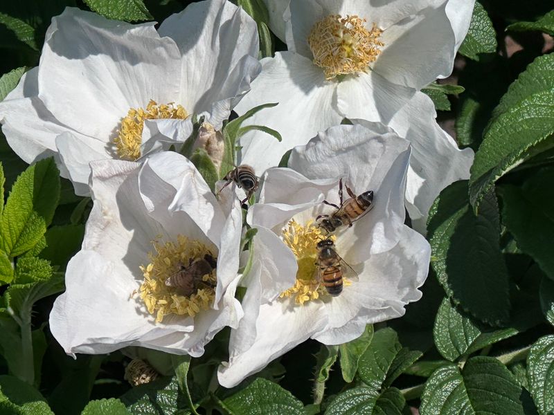 Rugosa Roses (Rosa rugosa)