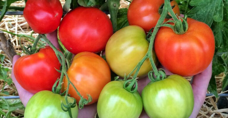 11 Tomato Varieties To Plant in June That Will Blow Your Taste Buds Away