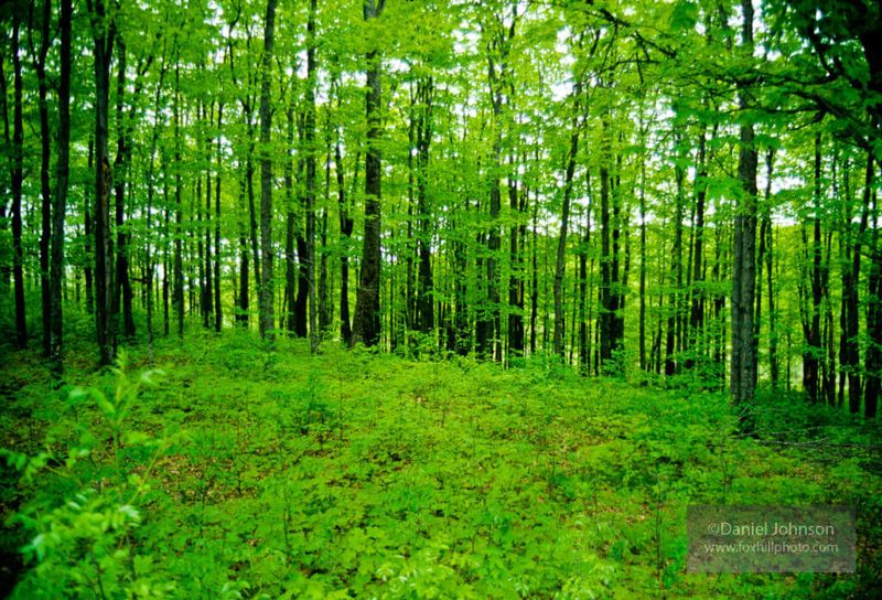 Dense Forest Areas