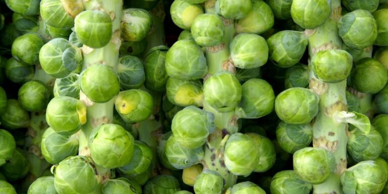 12 Brussels Sprout Companion Plants for Healthier Plants