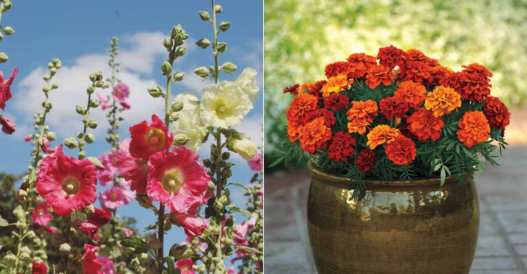 12 Flowers That Never Thrive in Containers (And 12 That Actually Love Them)