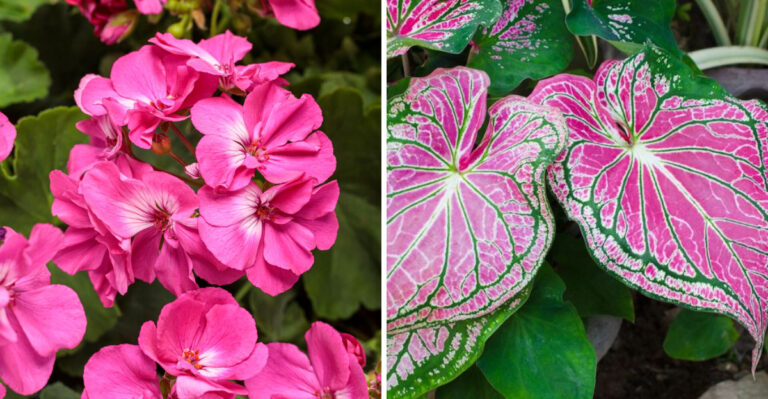 12 Flowers That Refuse to Grow in Shade (And 12 That Thrive in Darkness)