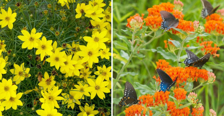 12 Perennials That Are Easy to Grow and 10 That Practically Care for Themselves