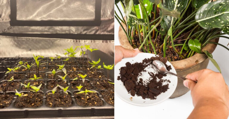 12 Simple Ways To Tell If Your Soil Is Low On Nitrogen (And 8 Ways To Fix It)