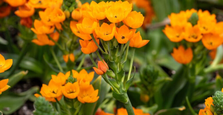 12 Stunning Orange Houseplants That Brighten Up Any Indoor Space