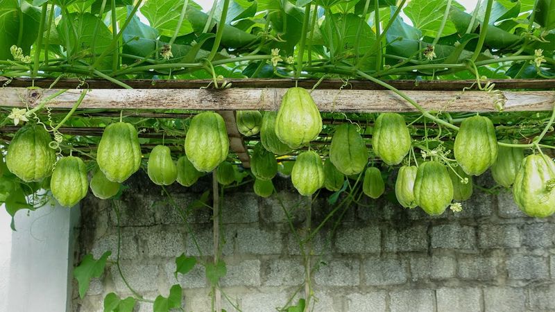 13. Chayote Squash