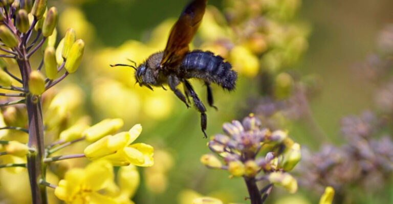 13 Carpenter Bee Mistakes That Attract More — Plus 6 Solutions That Work