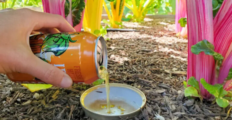 13 Everyday Items You Didn’t Know Your Garden Loves