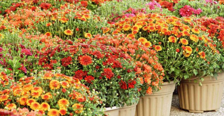 13 Fall Flowers You Should Start Seeding In Summer