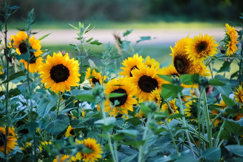 Sunflowers (Helianthus annuus)