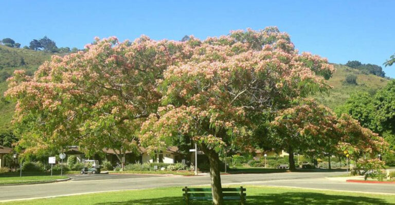 13 Fast-Growing Trees That Will Rescue Your Poor Soil