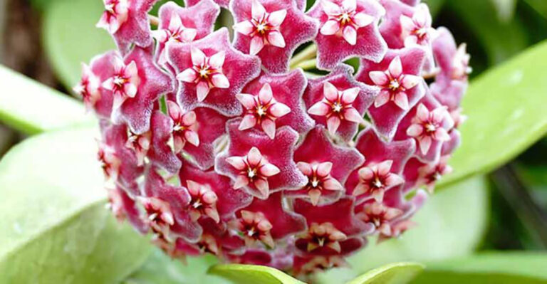 13 Fragrant Houseplants That Transform Your Home Into a Natural Spa